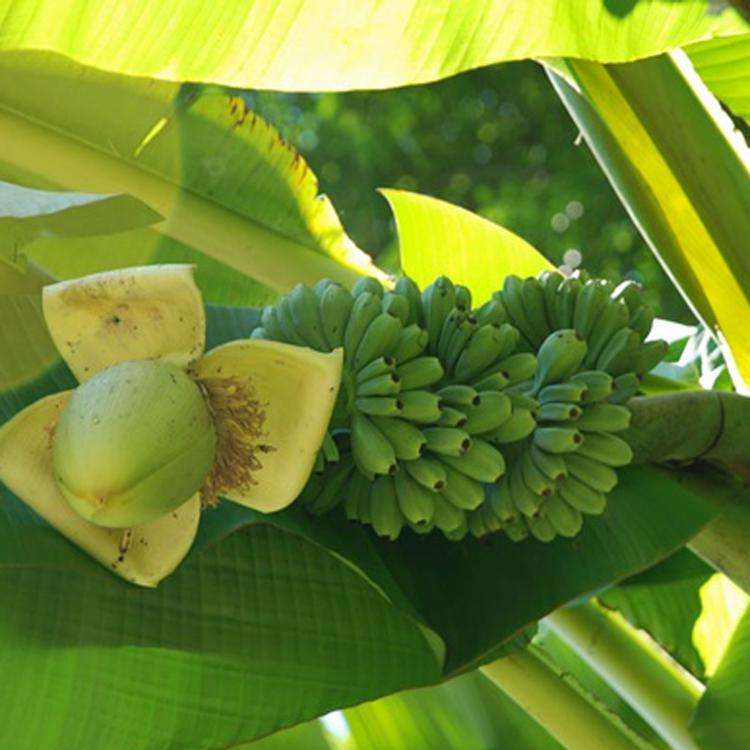 Banana Chips Processing Process